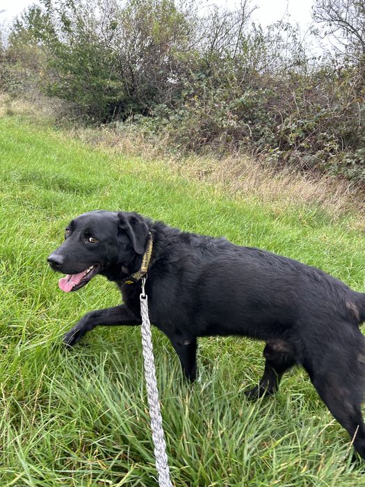 Stefan prawie jak labrador szuka domu