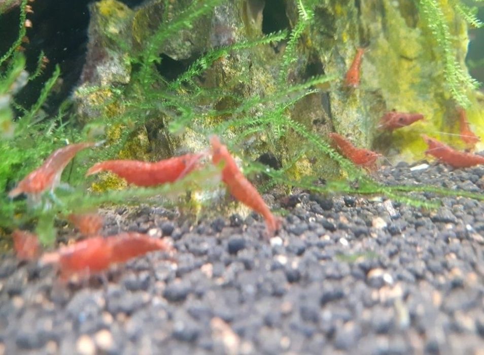 Krewetki 50szt Red Cherry