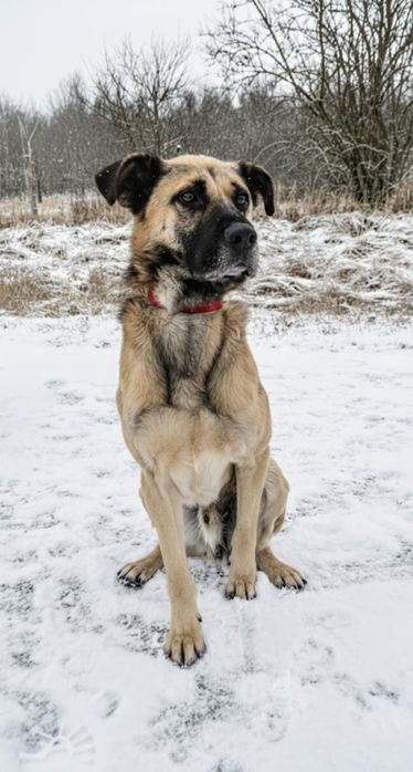 Cudowny pies już tak długo czeka na dom…