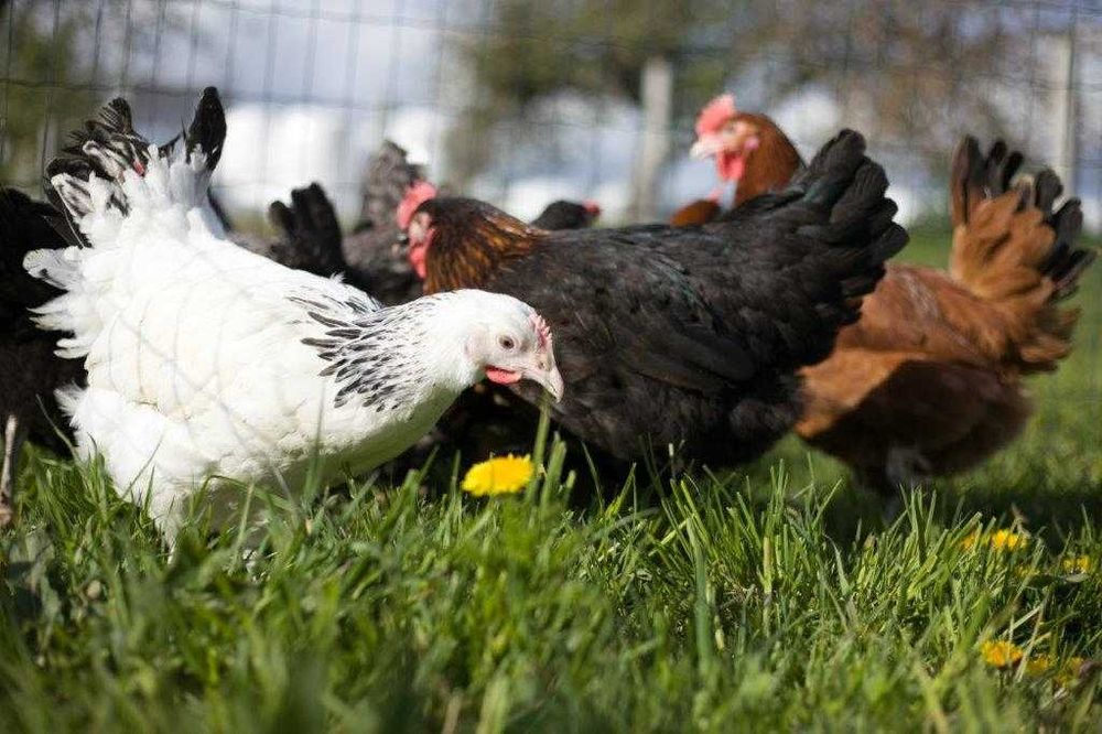 Kury kokoszki nioski Rosa kolorowa odchowana dowóz Gratis