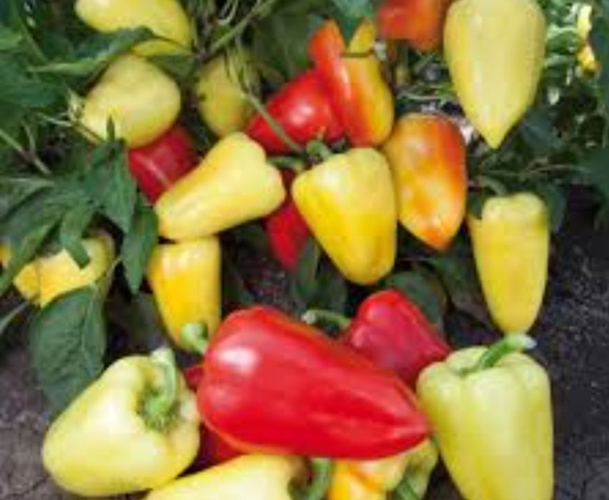 Насіння перцю солодкого домашнього