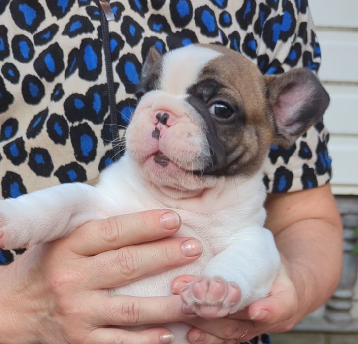 Малыши французы.