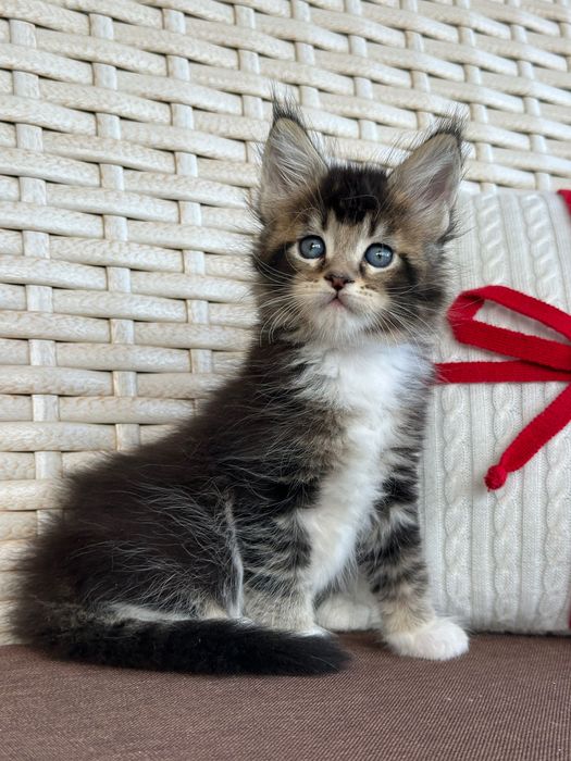 Saphira-Kotka Maine Coon
