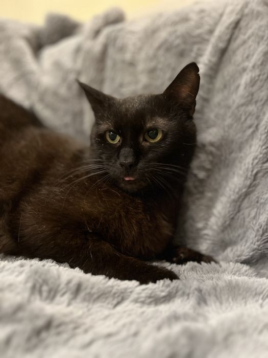 Uroczy kocurek Bamboo szuka domku