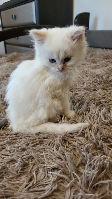 Невська маскарадна кошенята хлопчики Blue & Red Point