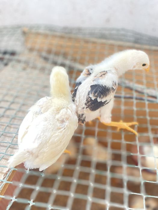 Pintos  indio gigante