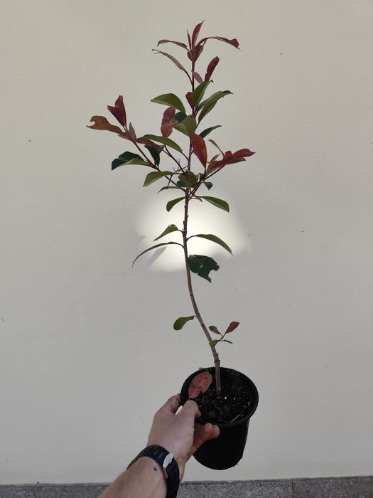 Fotinias red rouge