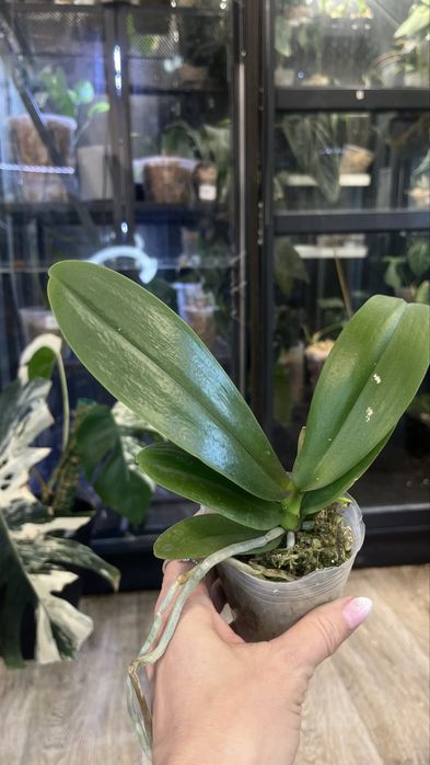 Phalaenopsis Miki Bad Boy / storczyk