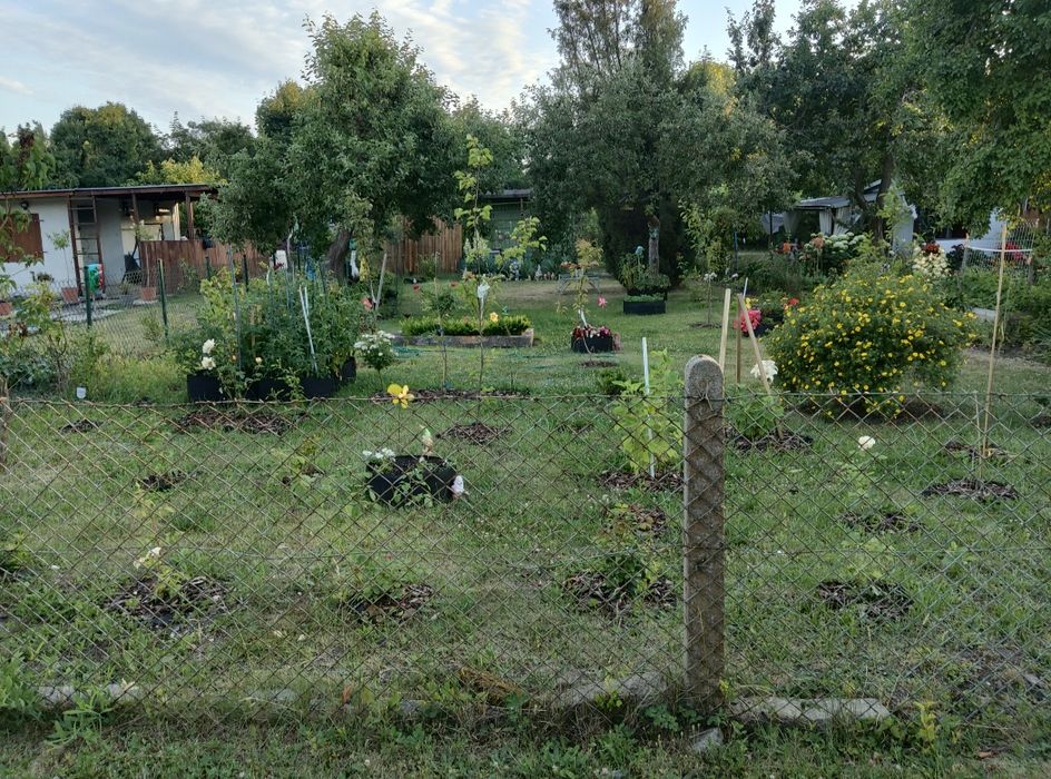Sprzedam zagospodarowaną działkę ROD