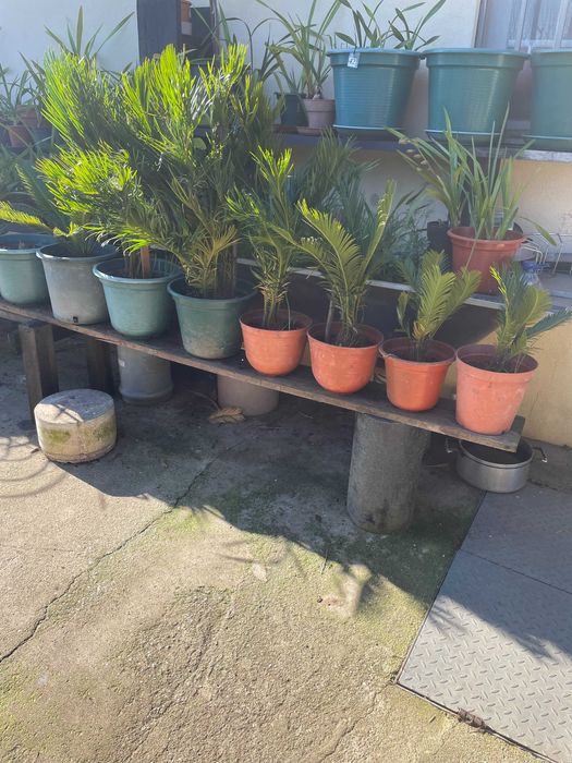 Palmeiras de Jardim - Cyca Revolutas