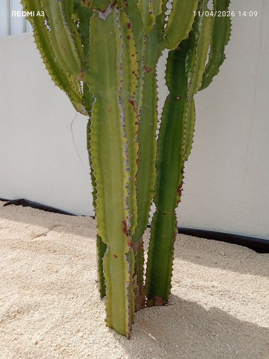 Trabalhos de jardinagem