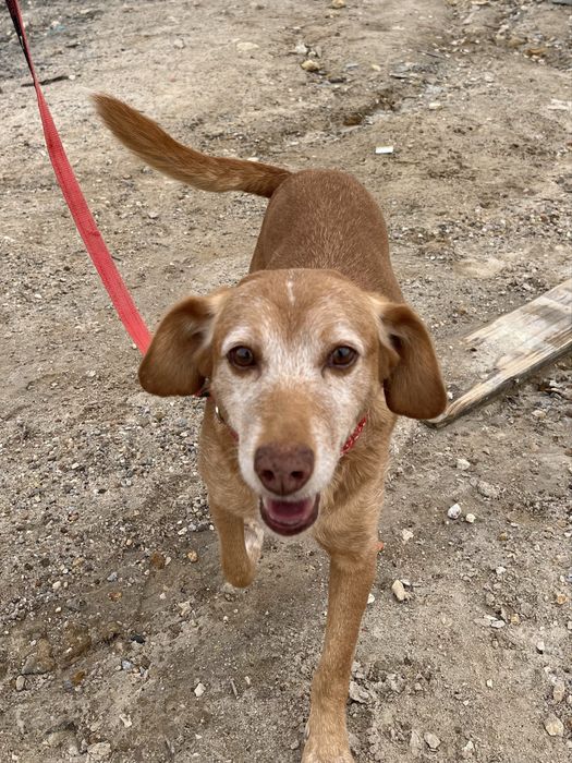 Spicy- o Cão dos abraços!