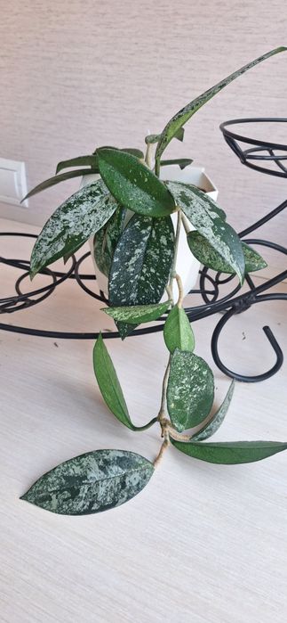 Хойя карноза Вилбур Грейс(Hoya 'Wilbur Graves')