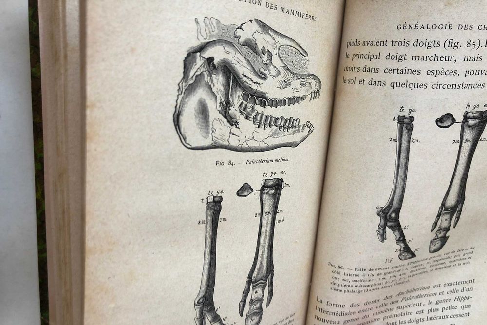 Le Transformisme  - Edmond Perrier