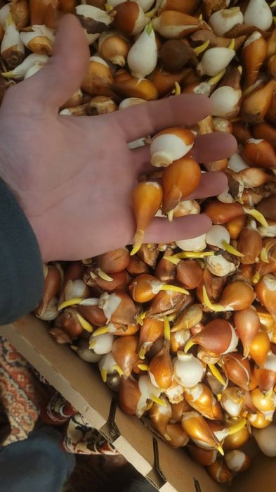 Цибулини  тюльпанів