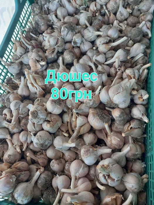 ЧАСНИК Любаша 5+