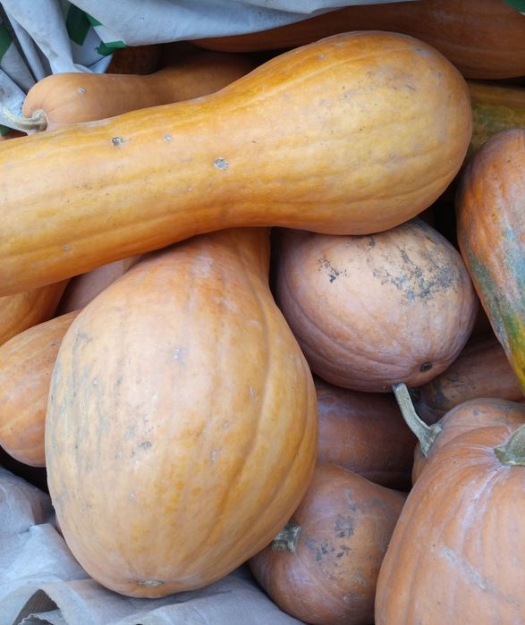 Продаю гарбузи дуже смачні