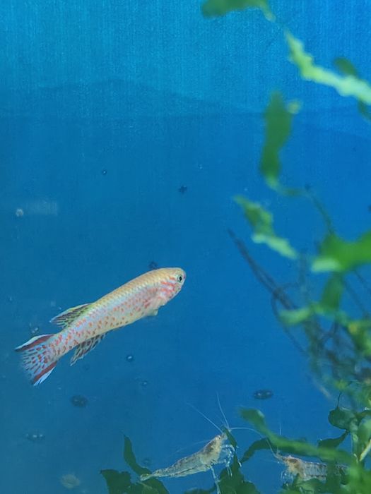 Killiie gardneri macho