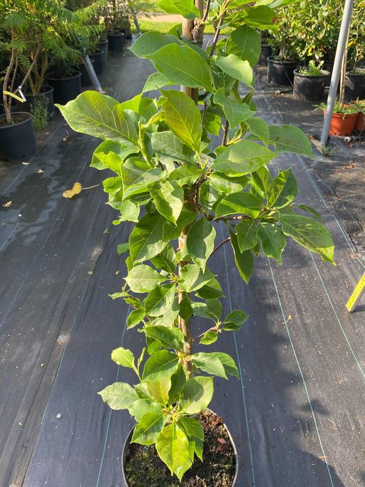 Magnolia brooklińska Yellow Bird