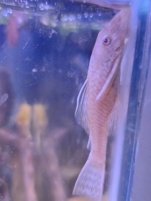 Casal ancistrus albinos