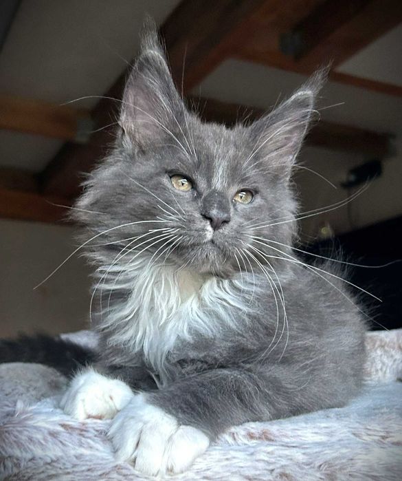 Maine coon kocurek niebieski z białym - FPL