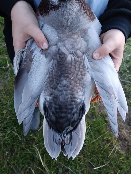 Kaczki call duck