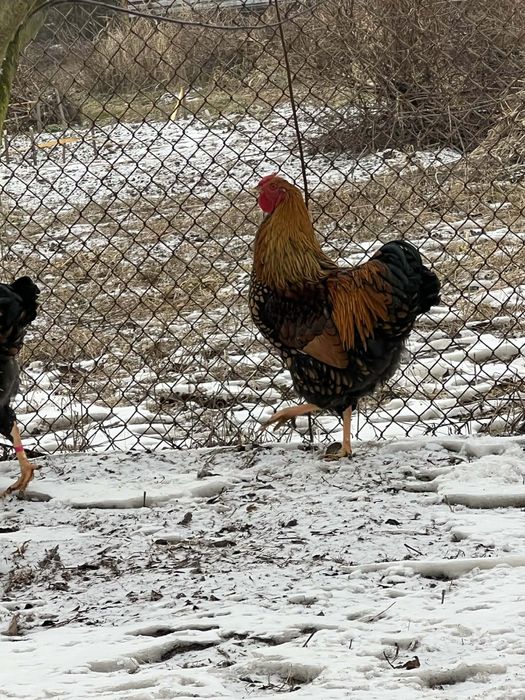 Koguty wyandotte olbrzymie