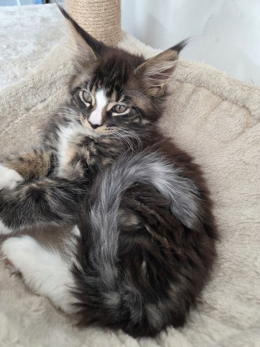 Maine coon. Kocur. Czarny pręgowany z białym