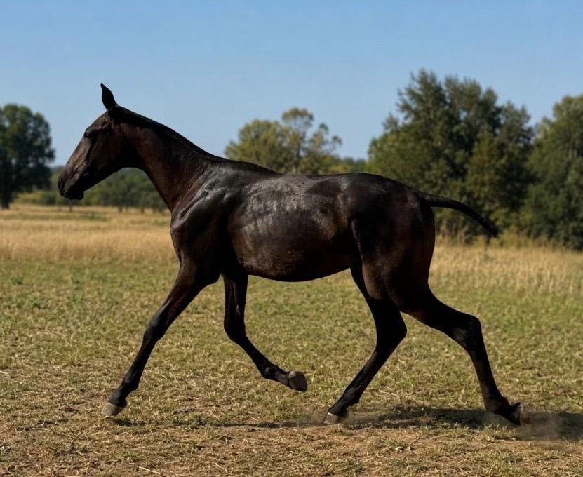 Poldro lusitano ( cruzado )