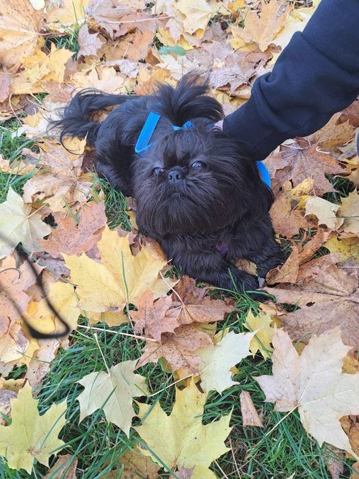 Piesek Shih Tzu z Rodowodem