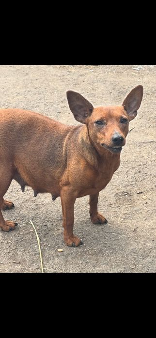 Доросла дівчинка цвергпінчера