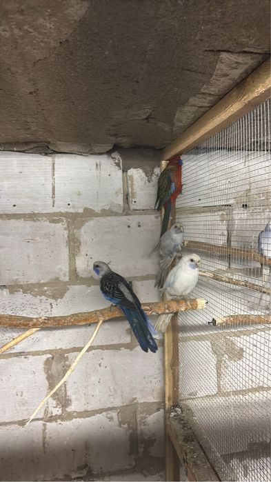 Aleksandretta aleksandretty