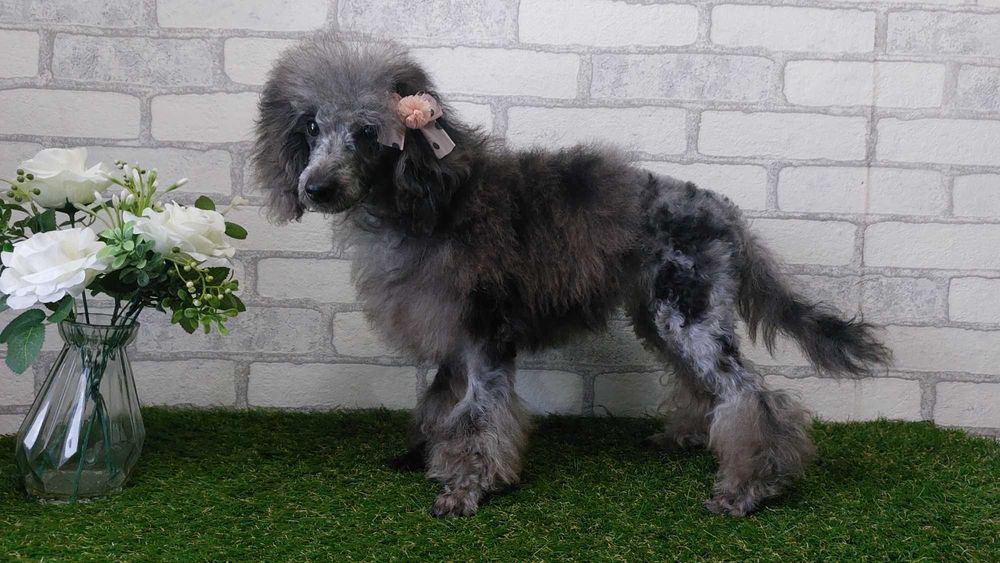 Мраморная (МЕРЛЕ) девочка пудель