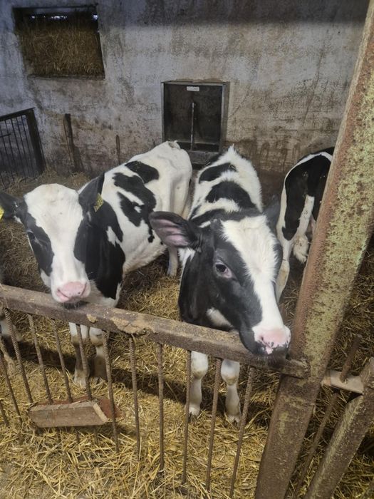 Byczki 4 sztuki /startery