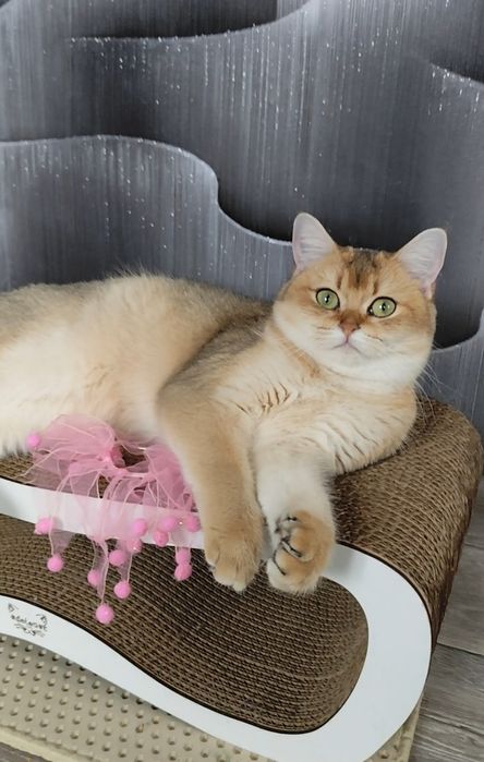 Золотая шиншилла прямоухие мальчик девочка