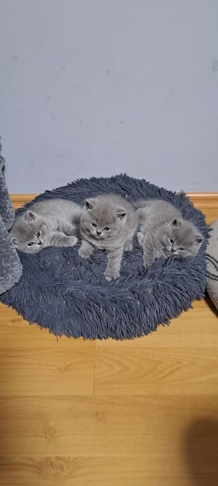 Kot Brytyjski Krótkowlosy