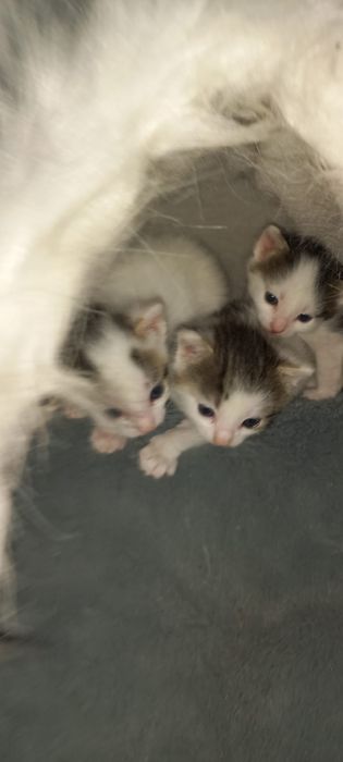 Oddam, Kotka za darmo, przytulasek.