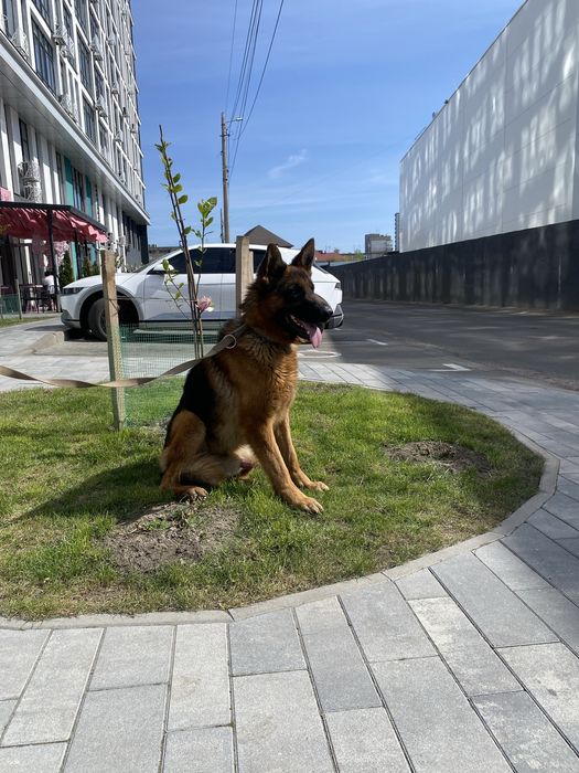 Для Вязок Шикарний кобель німецька вівчарка с документами розвязаний