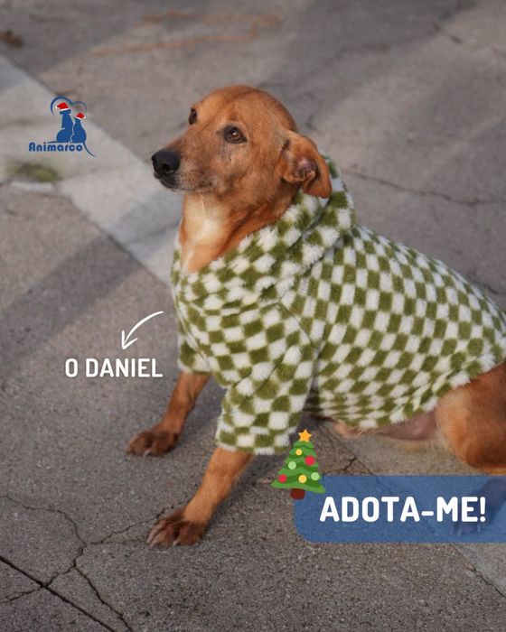 Daniel - cao de porte pequeno medio