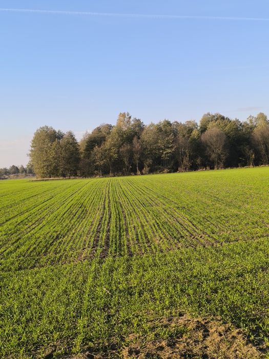 Siewnik Isaria 6000s 2.5m
