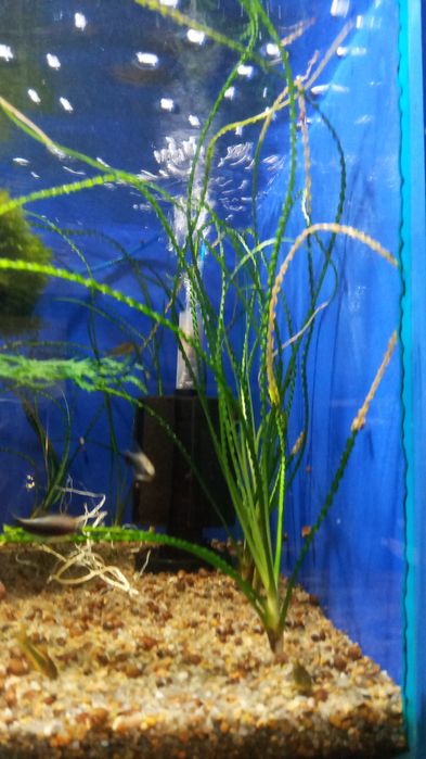 Аквариумные растения