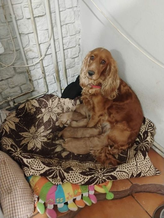 Ostatni śliczny szczeniak piesek Cocker Spaniel angielski