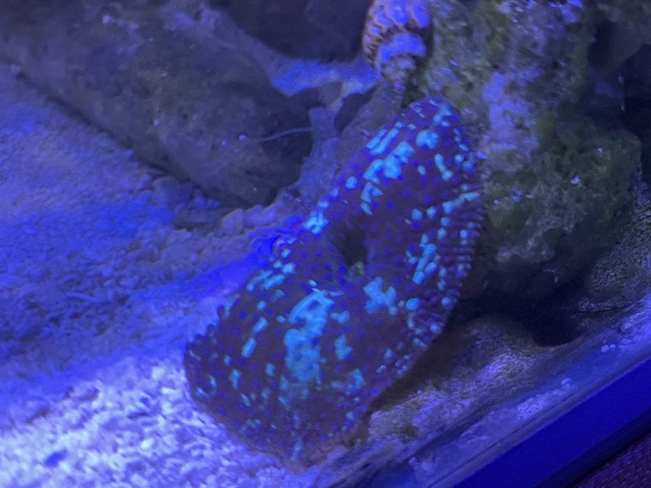 Корали Водорості в морський акваріум Ріф