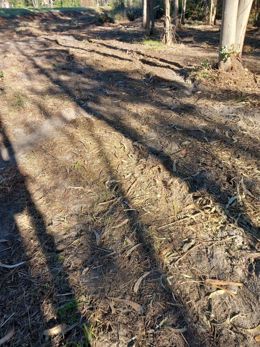 Limpeza de mato e serviços de jardinagem