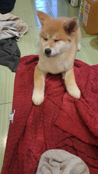 Akita inu piesek