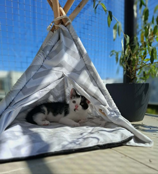 Cudne kociaki, kotki do adopcji,  kot, kotek