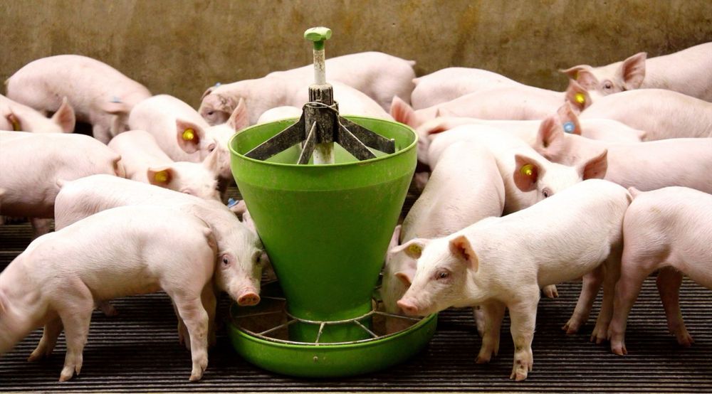 Продаємо поросята DanBred поросят