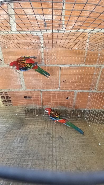 Disponíveis Roselas Eximius