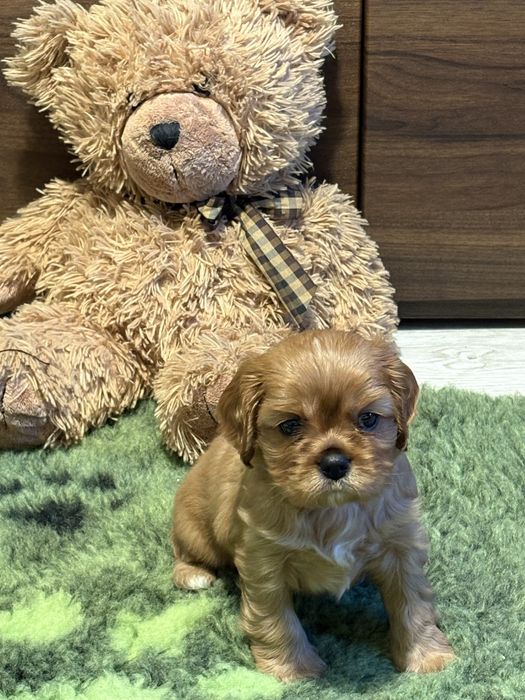 Cavalier King Charles Spaniel ZKwP -piesek