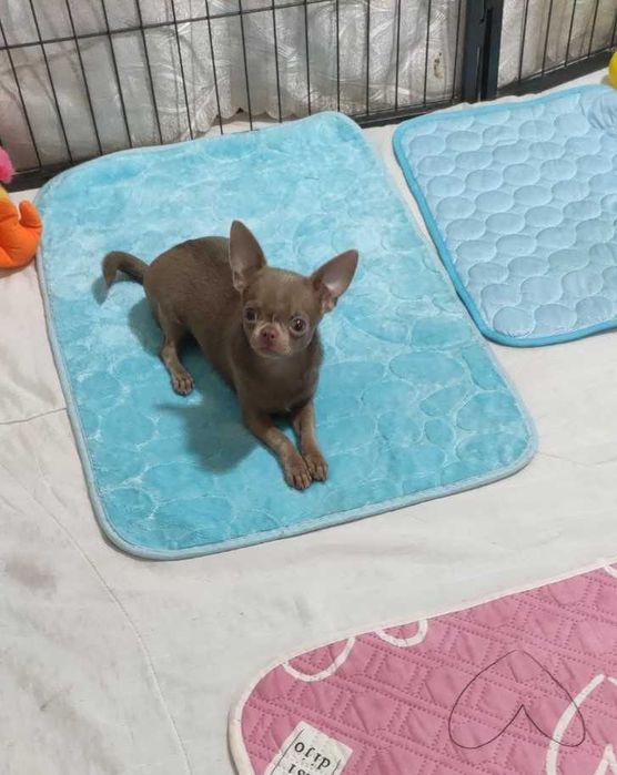 Міні дівчинка. Лілова. Ксу.